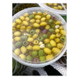 Star Special Marinated Olives (6kg) product image